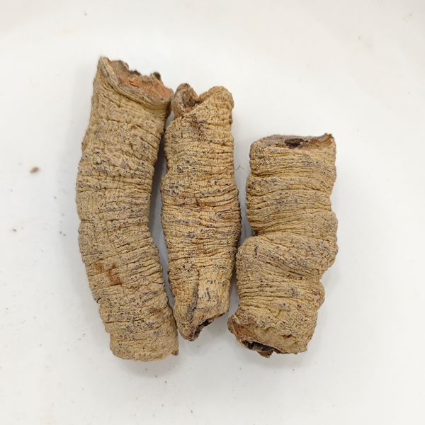 Raiz de Morinda (Morinda officinalis)