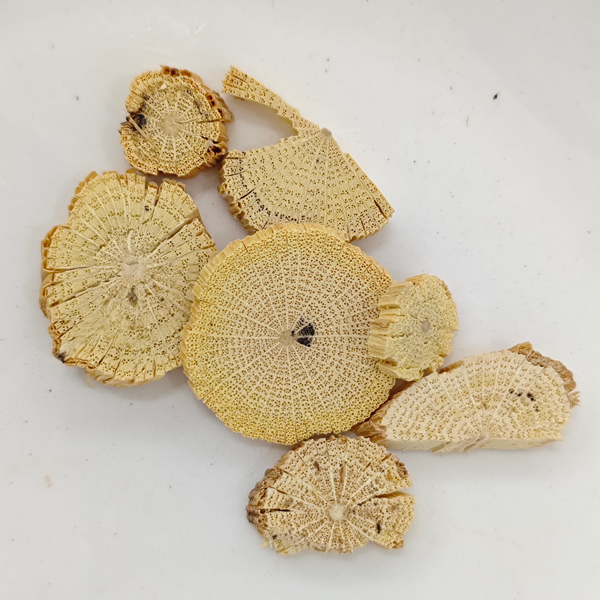 Caule de Clematis Chinesa