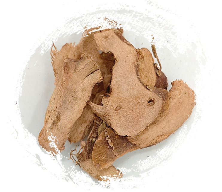 Galangale menor (Kaempferia galanga)