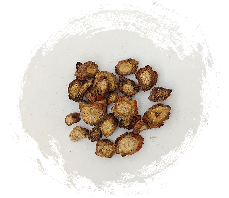 Sálvia miltiorrhiza