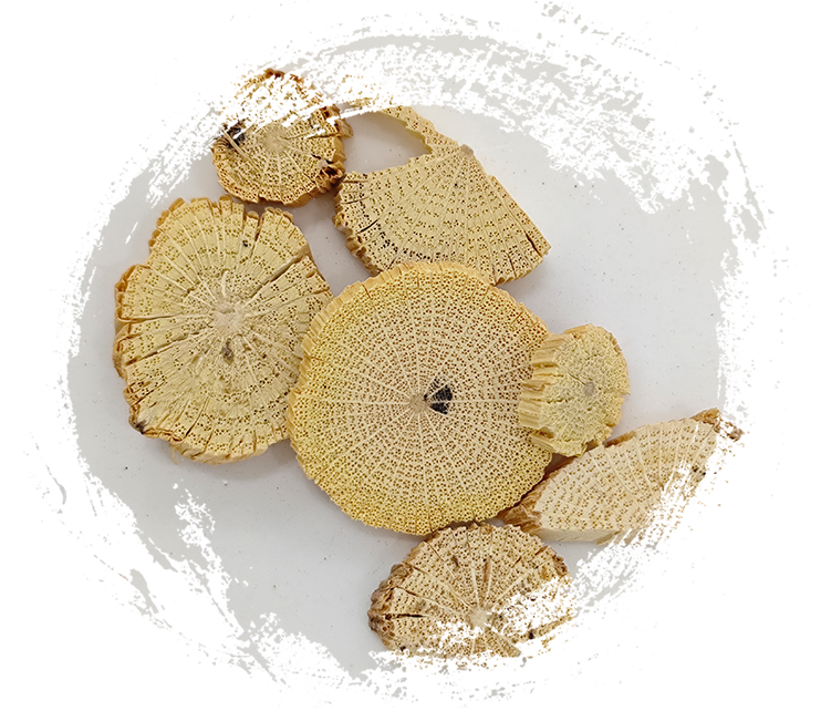 Caule de Clematis Chinesa