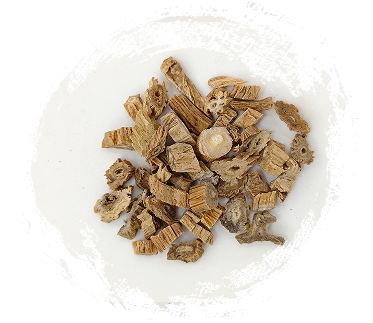 Stemona japonica (Blume) Miq.