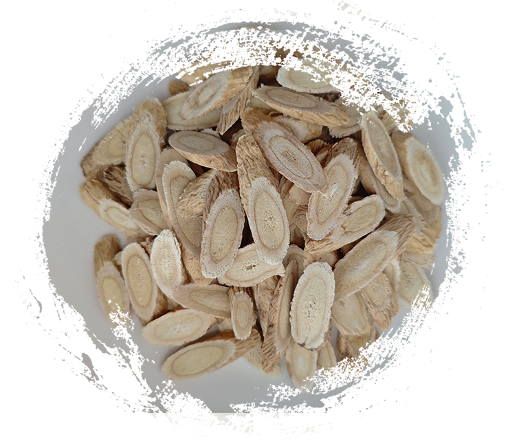 Astragalus Membranaceust (usado no TCM)