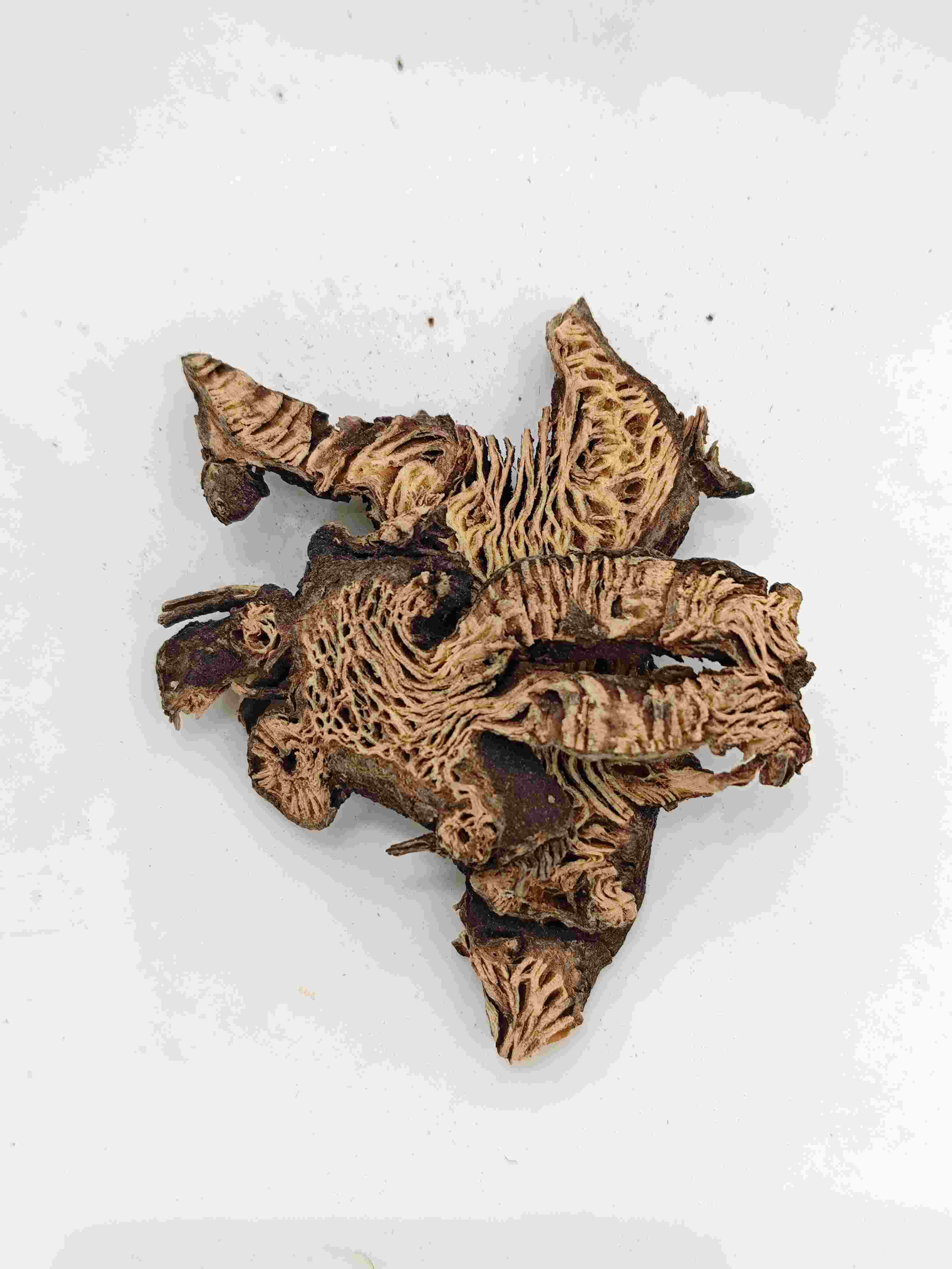 Rizoma Cimicifuga (Shengma)