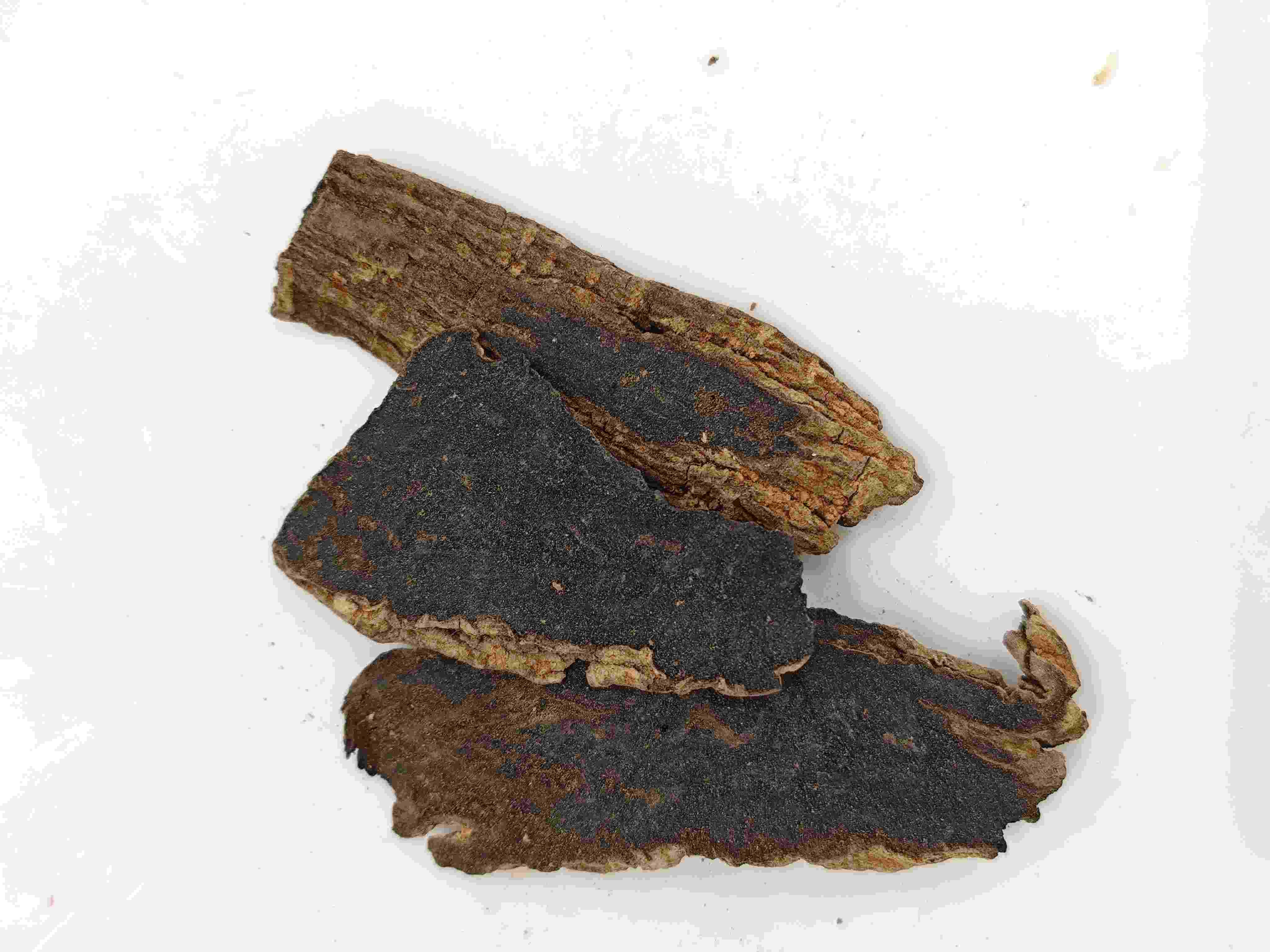 Raiz Scrophularia (Xuanshen)