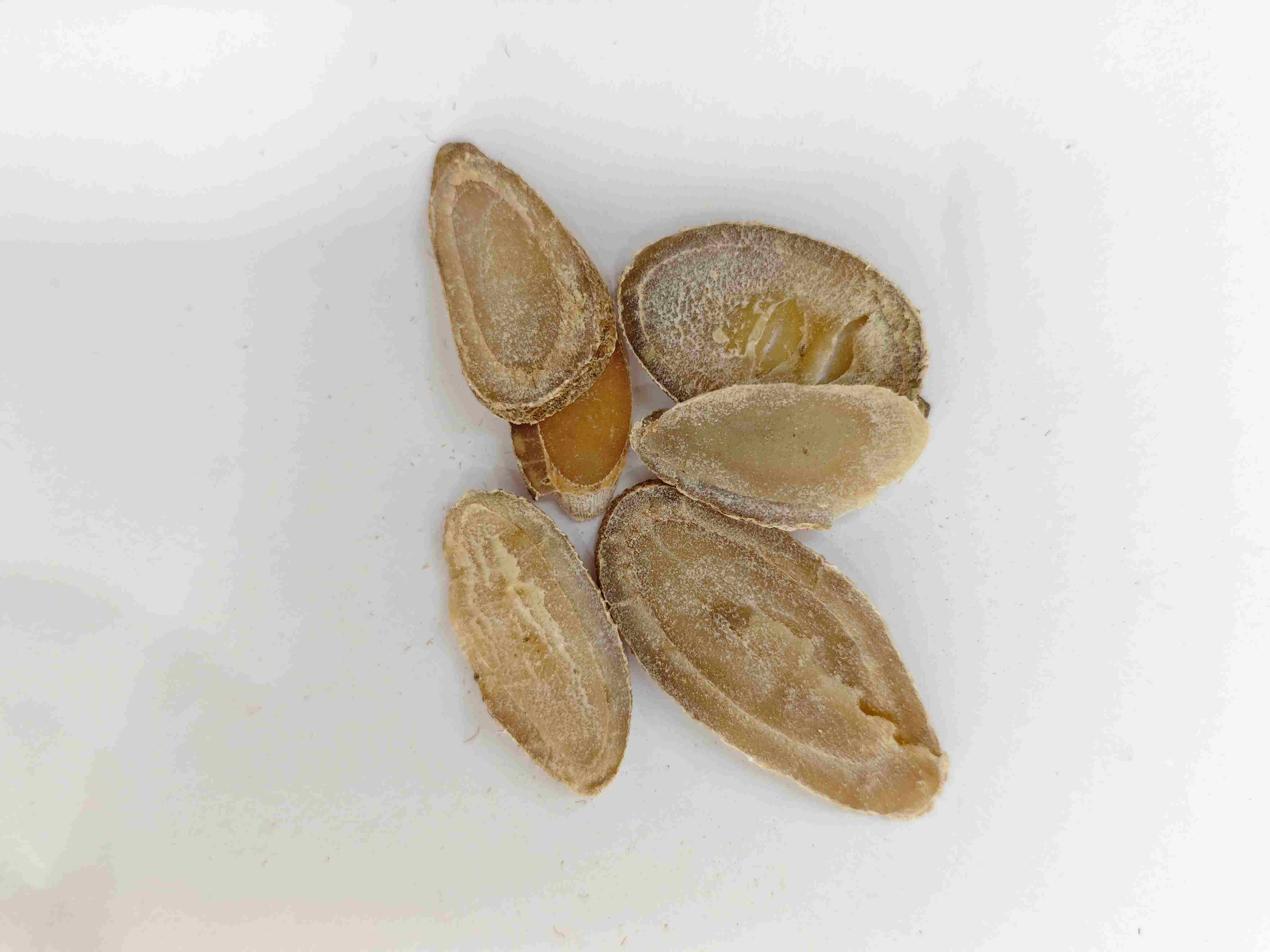 Rizoma de açafrão (Yujin)