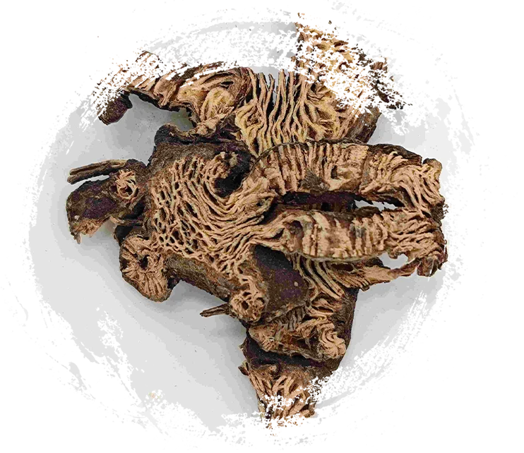 Rizoma Cimicifuga (Shengma)