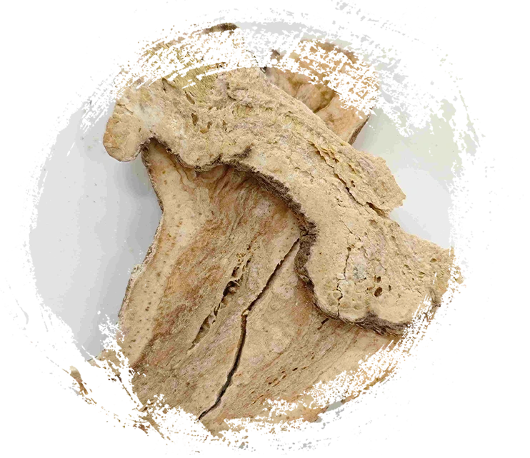 Rizoma de Atractylodes (Sheng Baizhu)