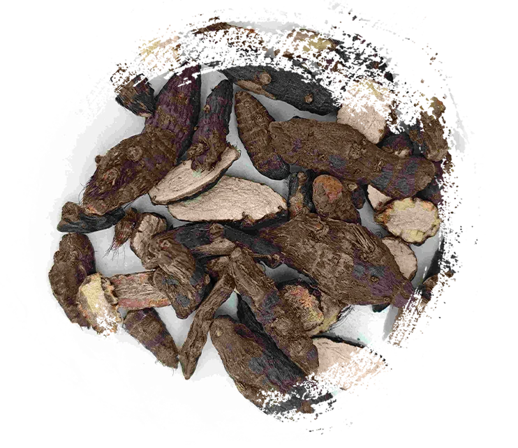 Rizoma Cyperus (Xiangfu)