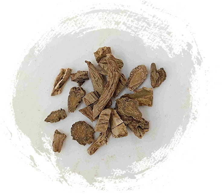 Rizoma Drynaria (Xuduan)