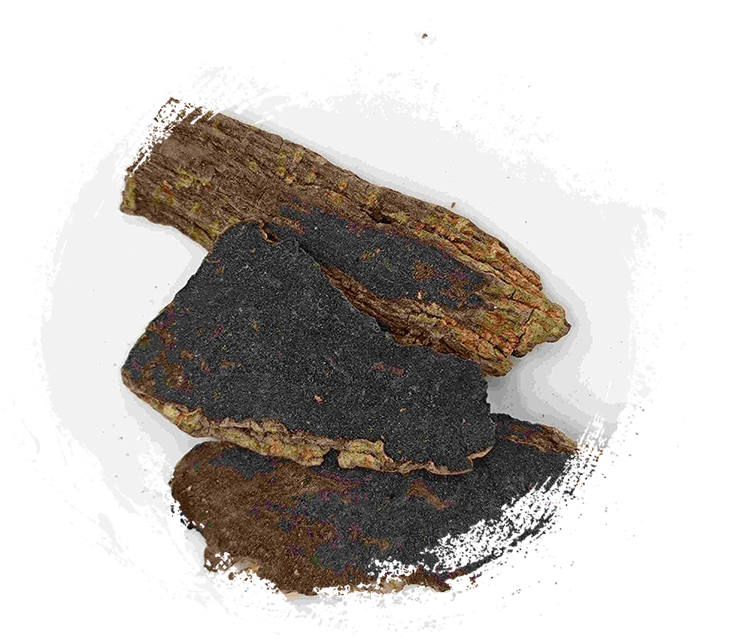 Raiz Scrophularia (Xuanshen)