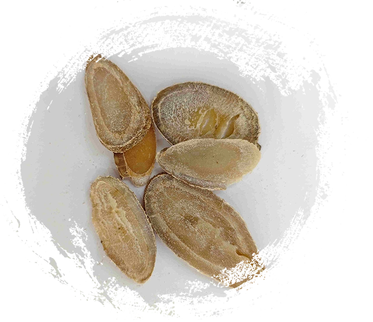 Rizoma de açafrão (Yujin)