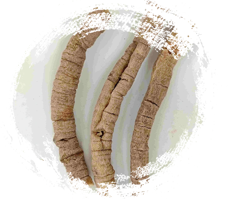 Raiz Polygala (Yuanzhi)