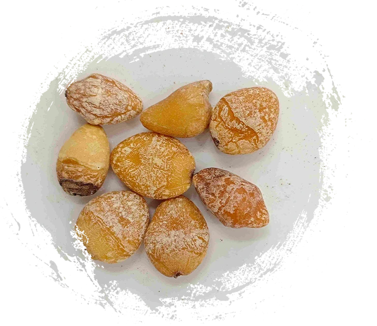 Seed Ginkgo (Bai Guo Ren)