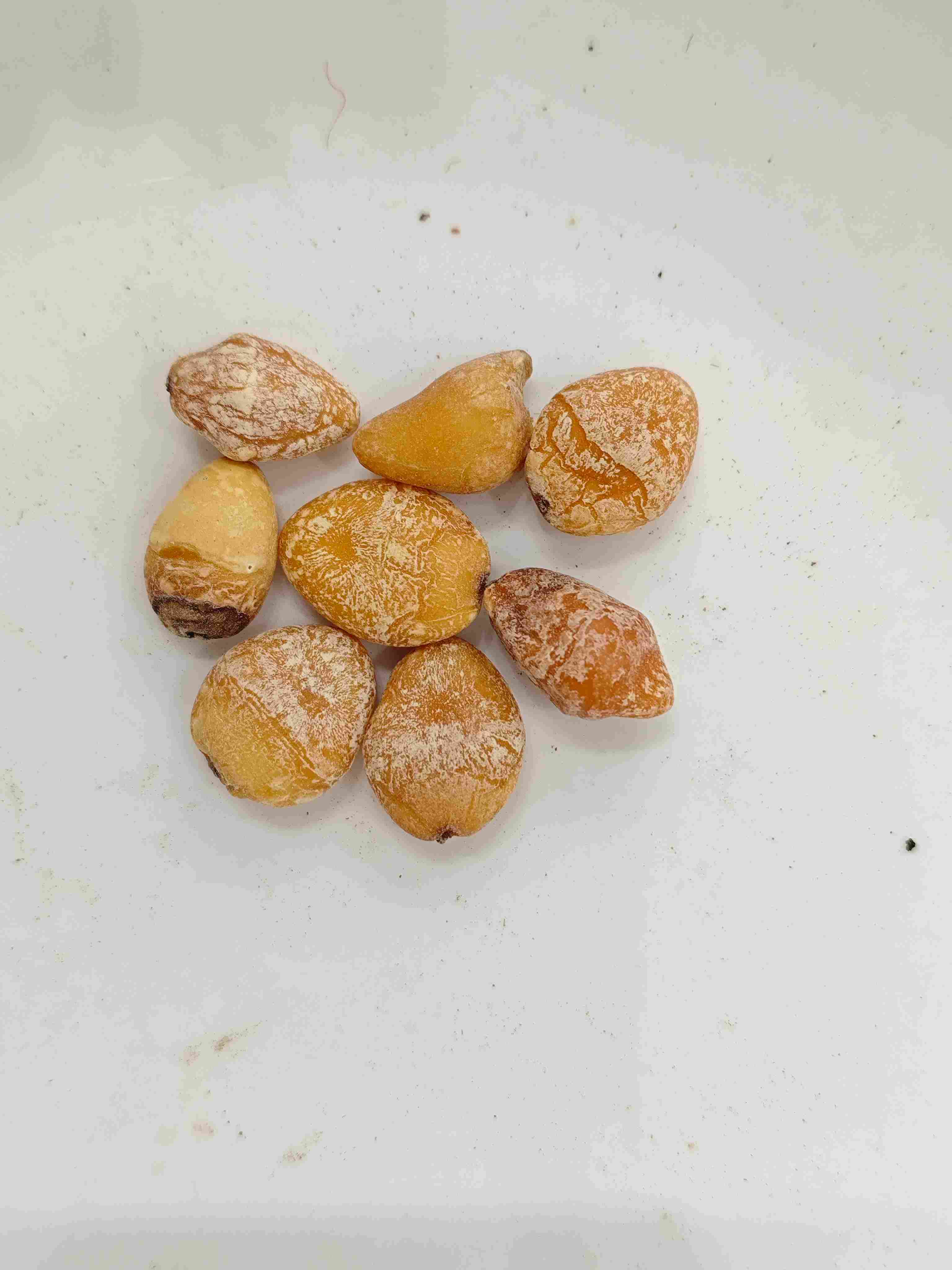 Seed Ginkgo (Bai Guo Ren)