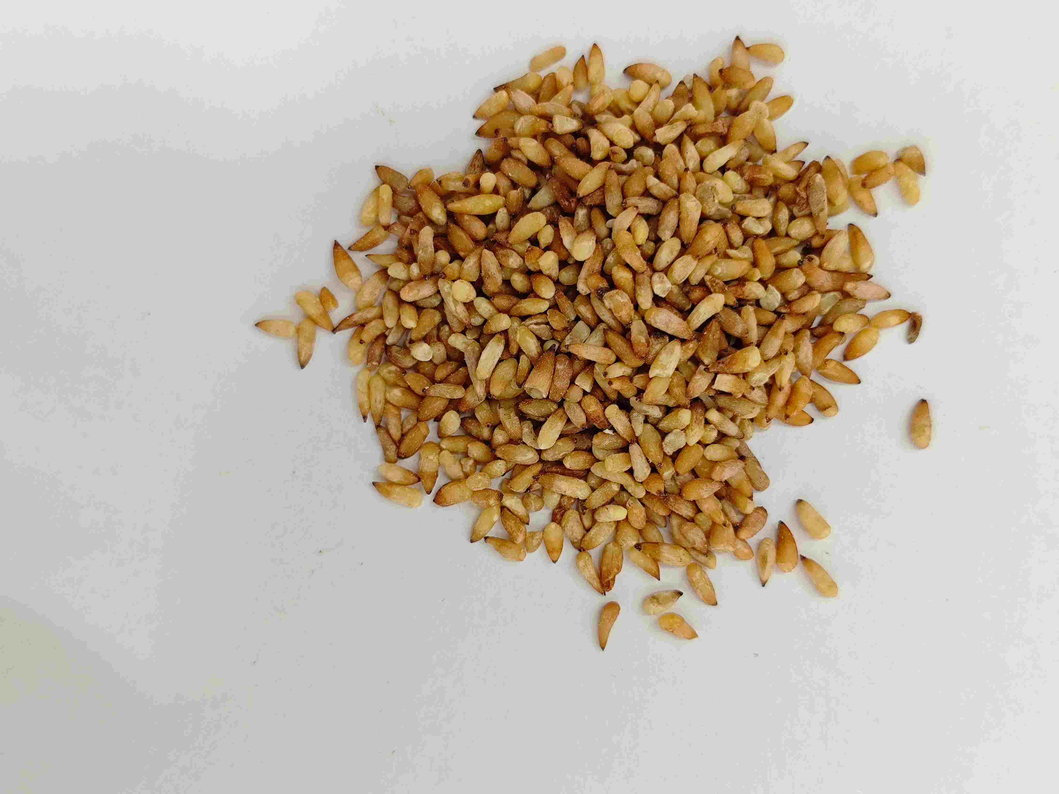 Semente de Arborvitae Chinesa (Bǎi Zǐ Rén)