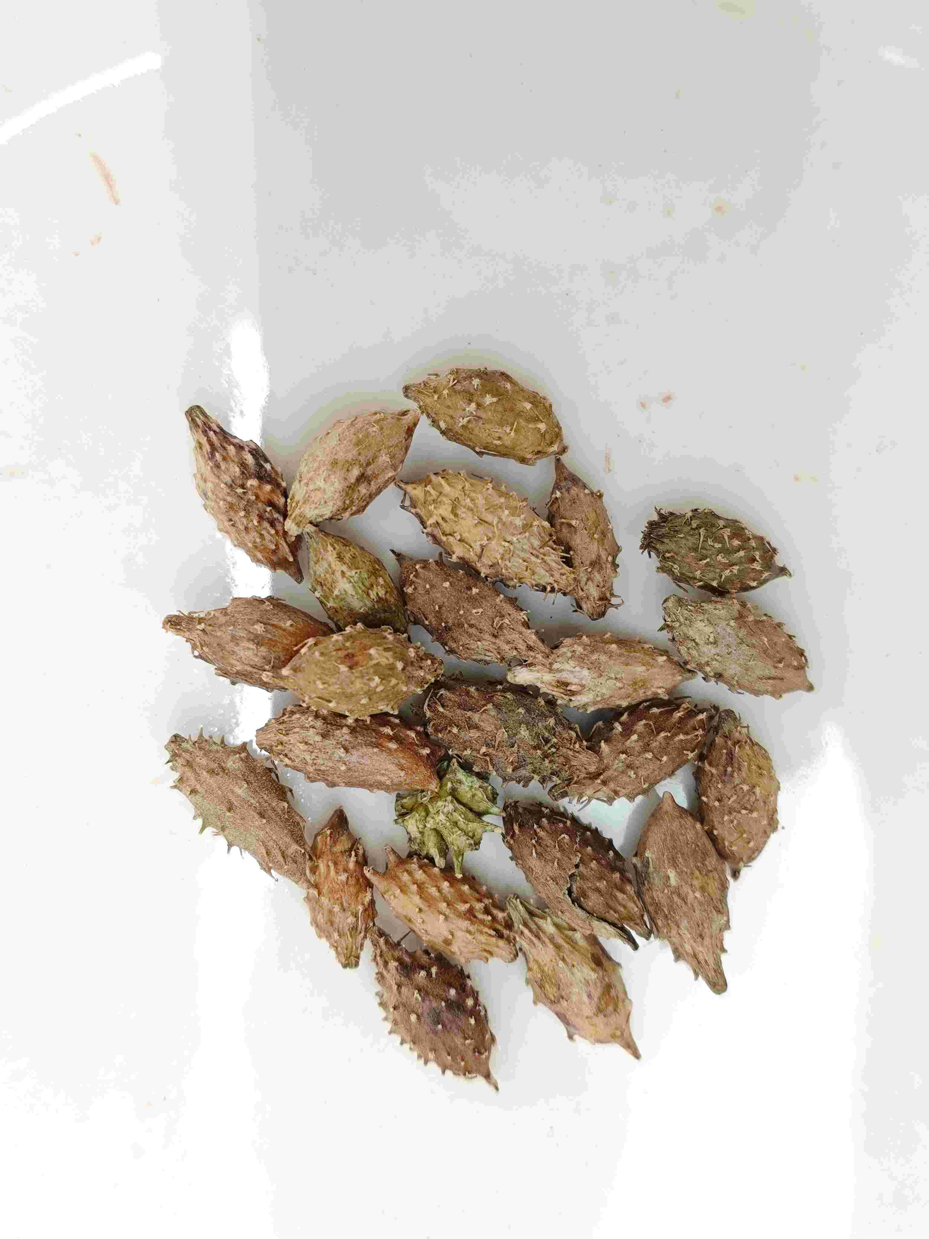 Fruta Xanthium (Cāng ěr Zǐ)