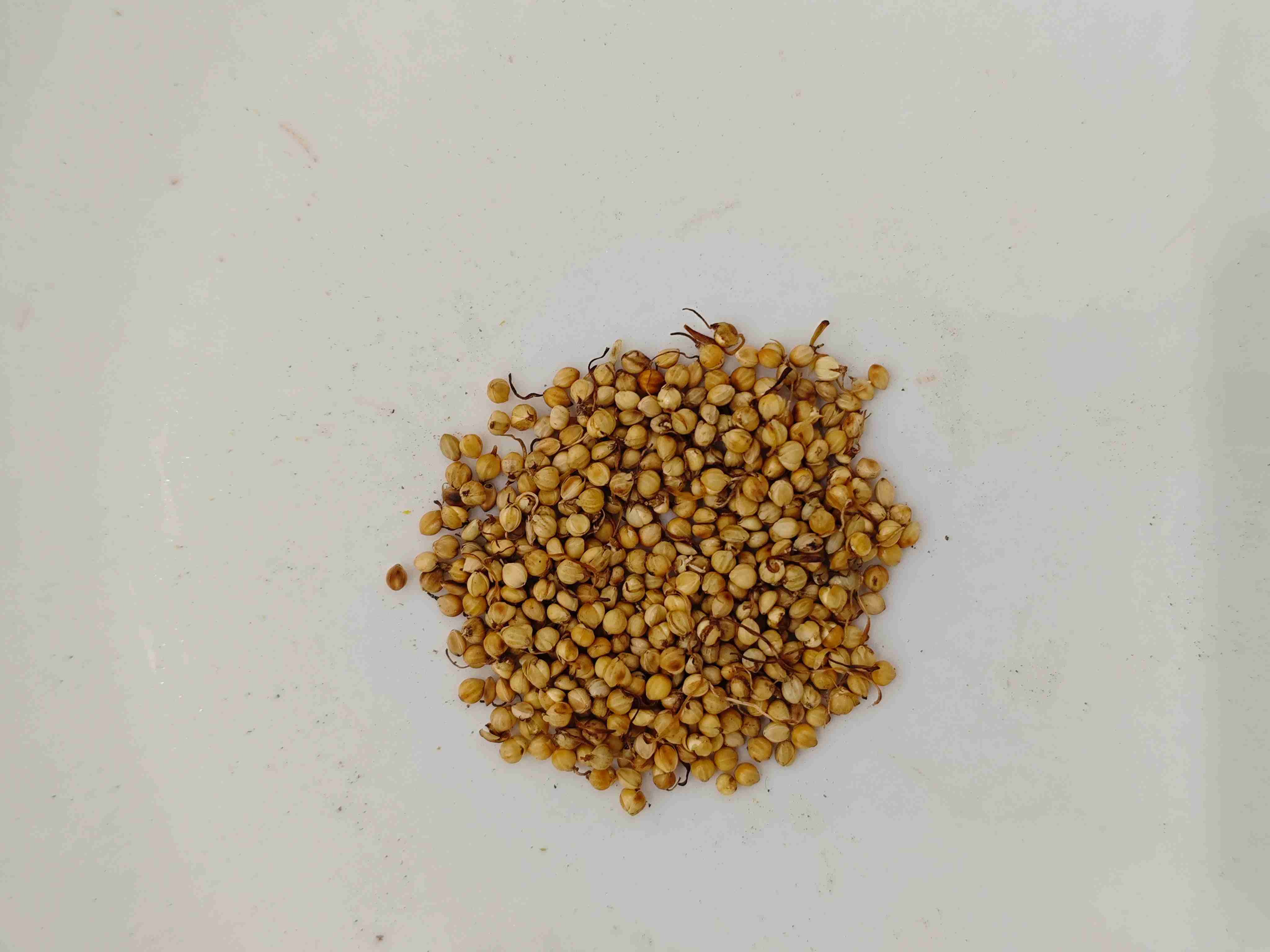 Broto de arroz assado (chǎo gǔ yá)