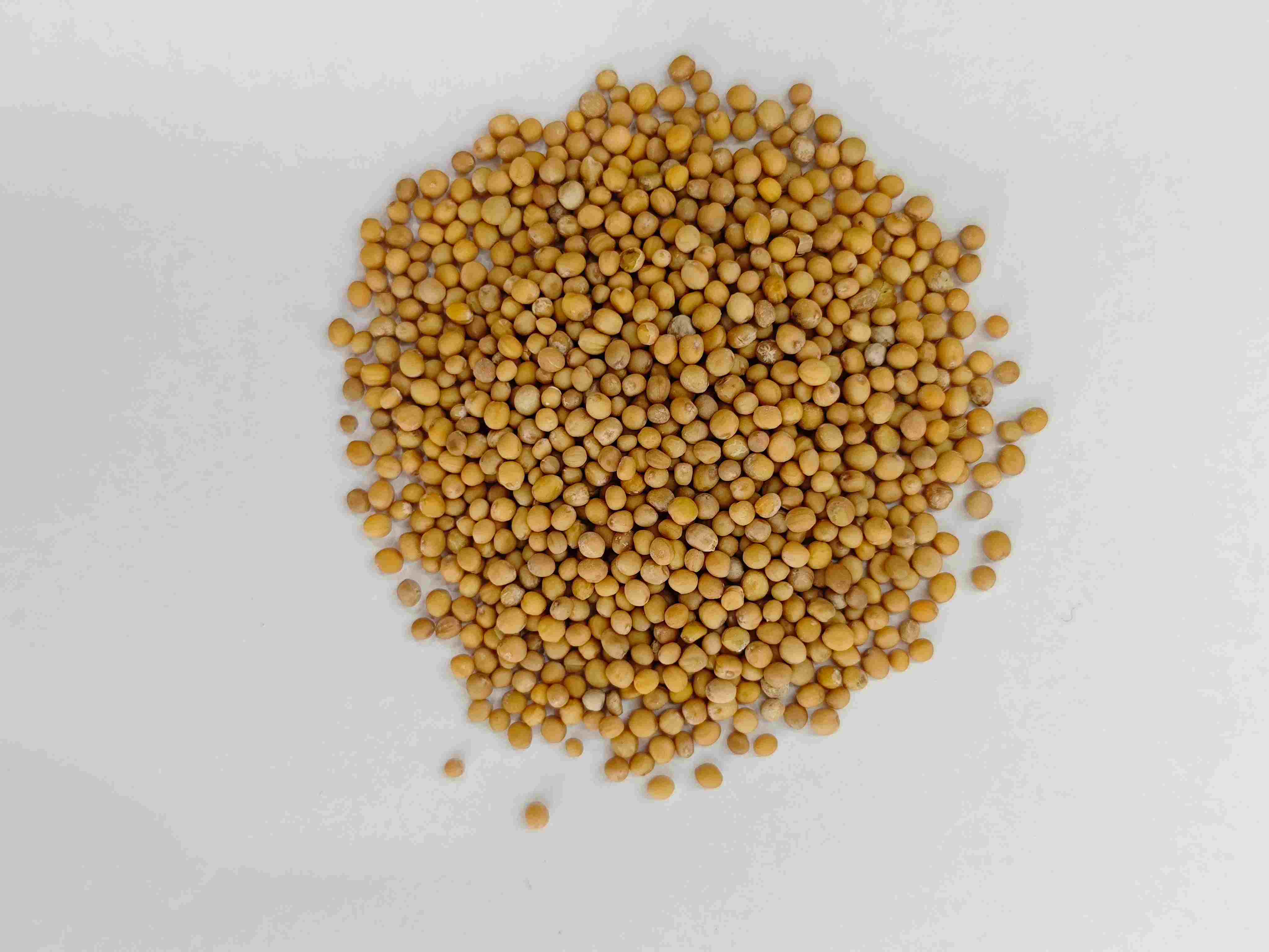 Semente de mostarda (jièzǐ)