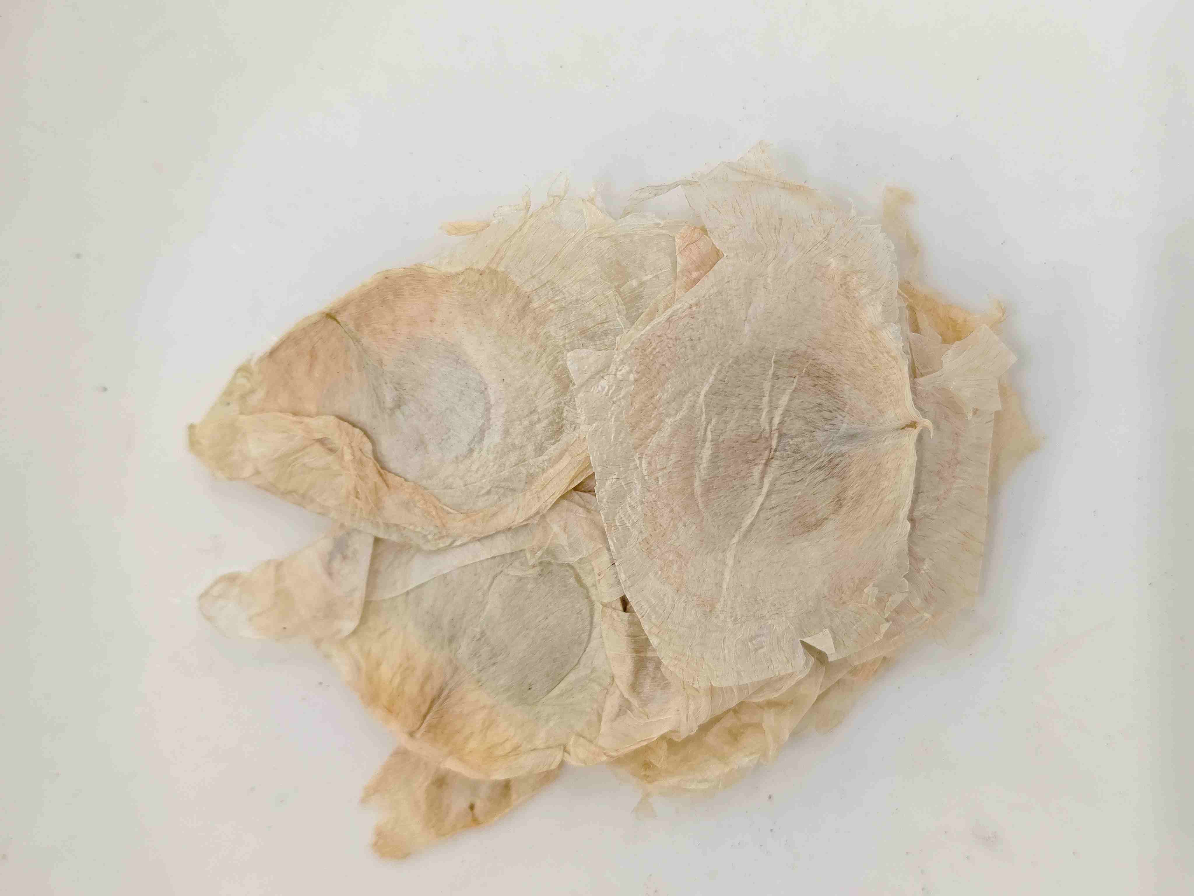 Casca de árvore da borboleta (mù húdié)