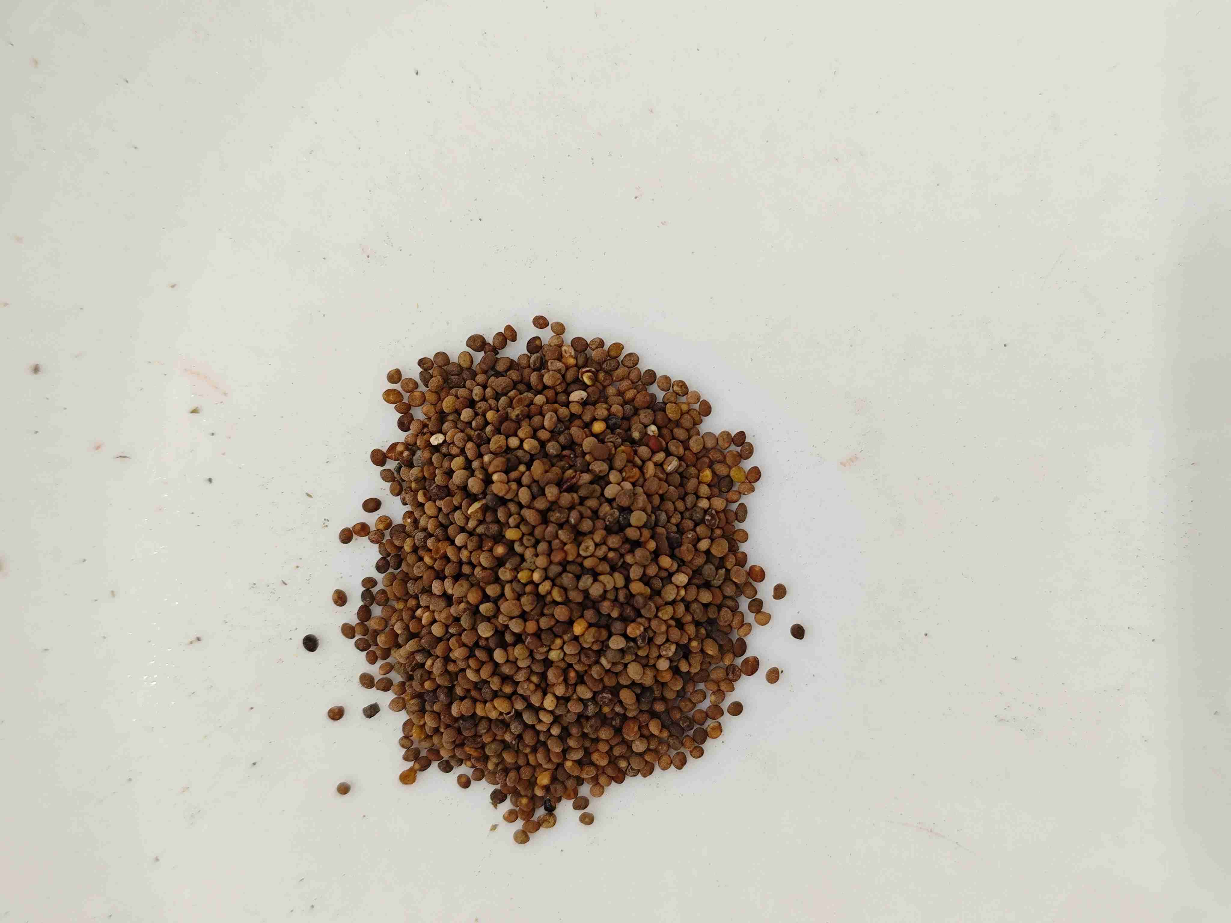 Dodder Seed (Tūsīzǐ)