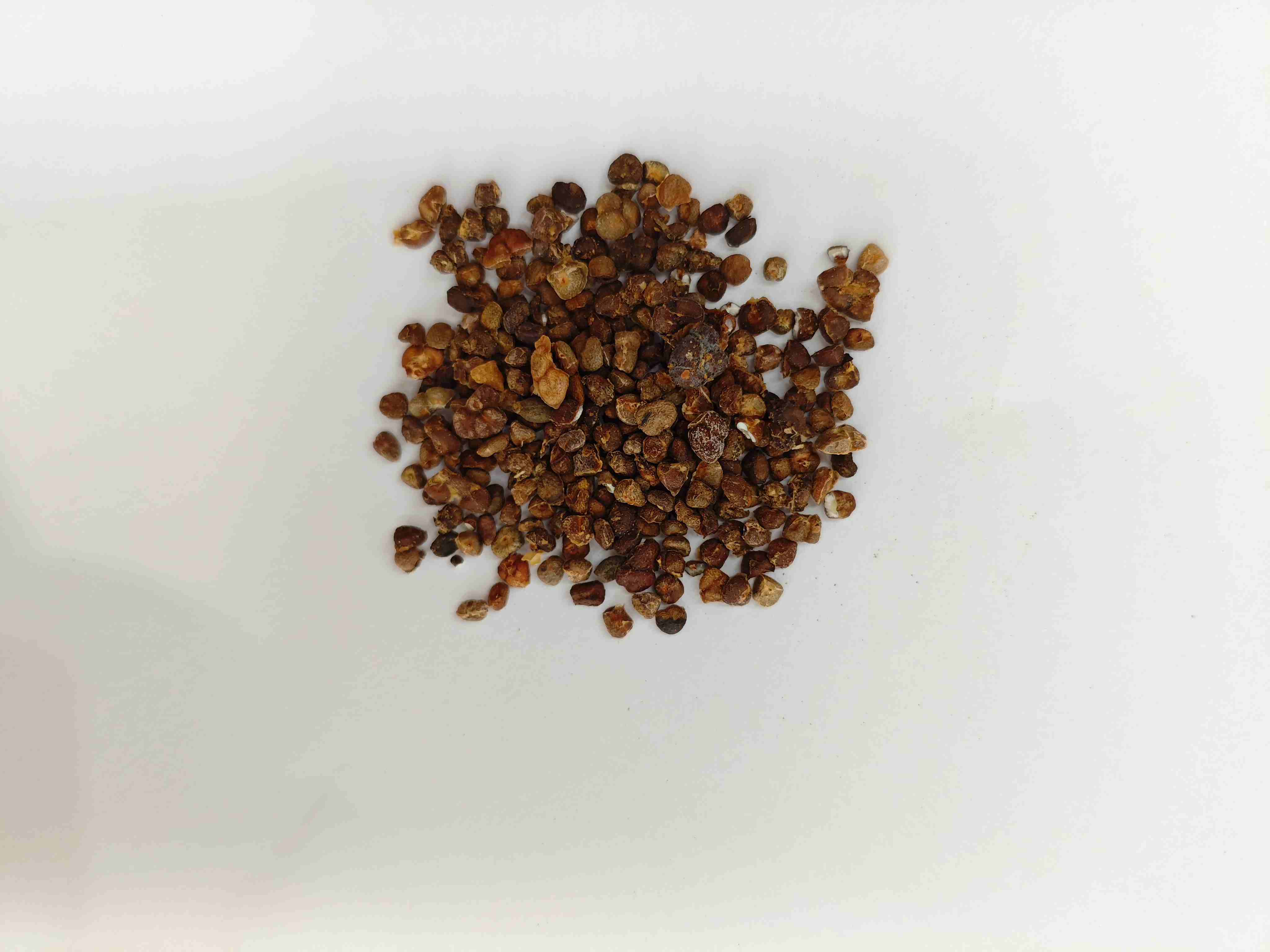 Ginger chinês Lily (Yìzhì)