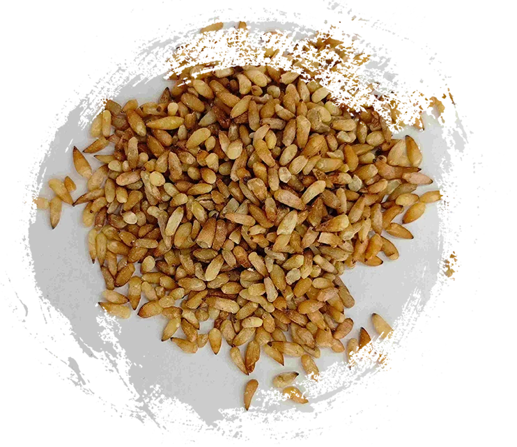 Semente de Arborvitae Chinesa (Bǎi Zǐ Rén)