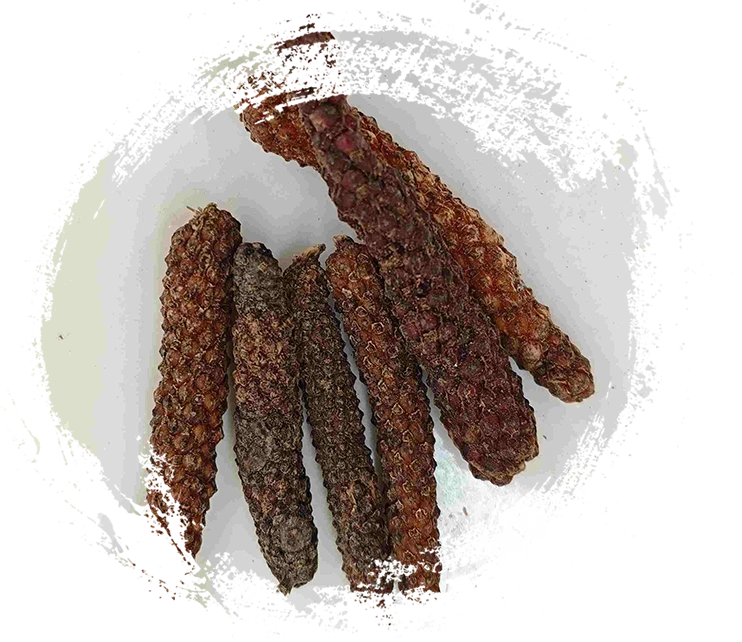 Fruta do Piper Longum (Bì Bá)