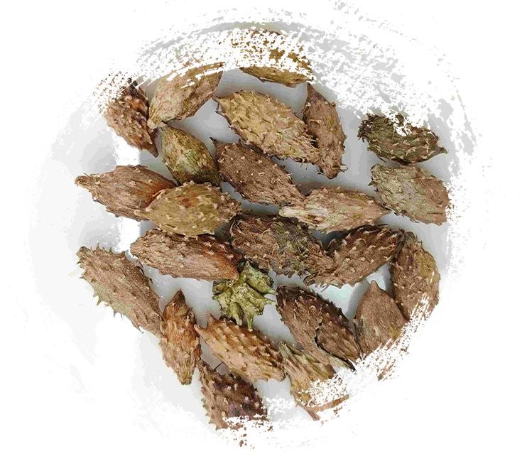 Fruta Xanthium (Cāng ěr Zǐ)