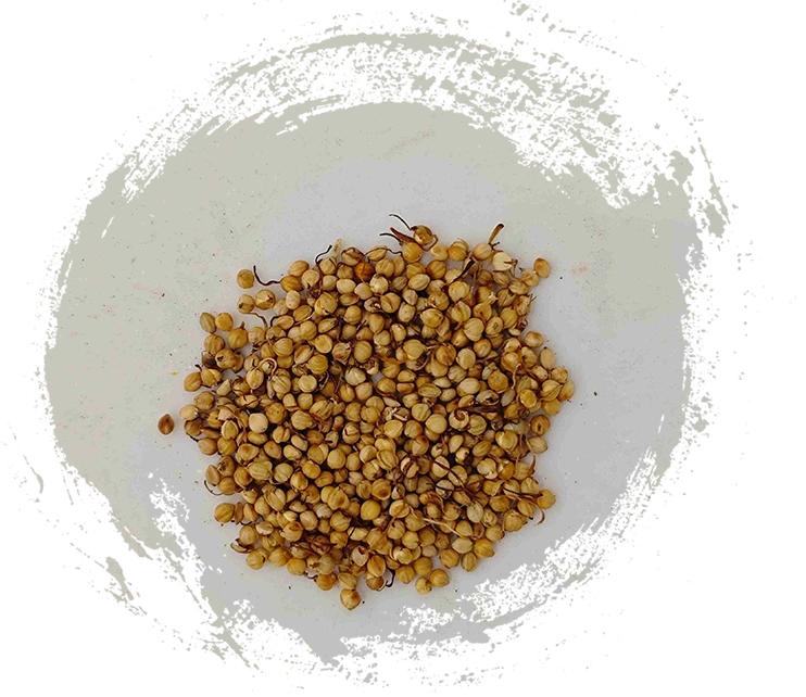 Broto de arroz assado (chǎo gǔ yá)