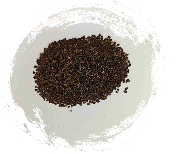 Semente de banana (Cheqianzi)