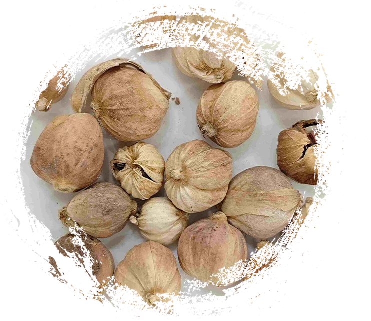 Cardamomo (Dòukòu)