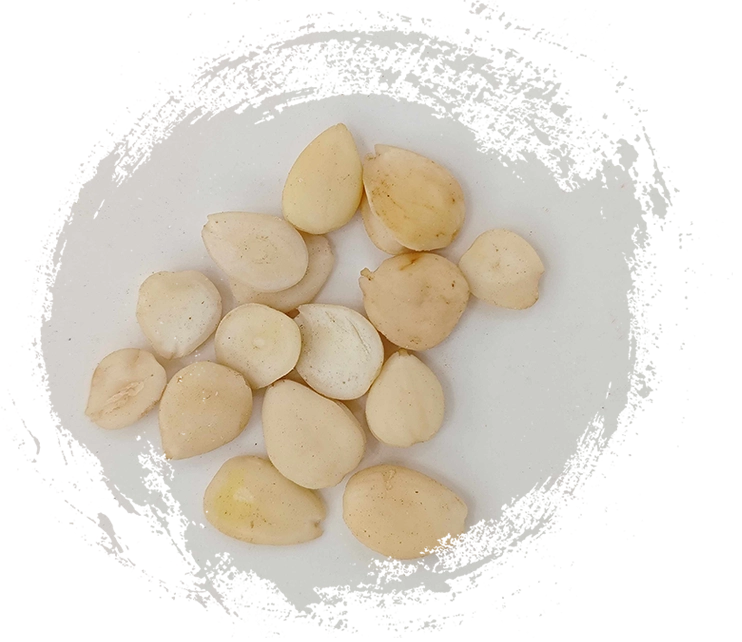 Integrando plantas da MTC à sua rotina de bem-estar: dicas práticas e benefícios