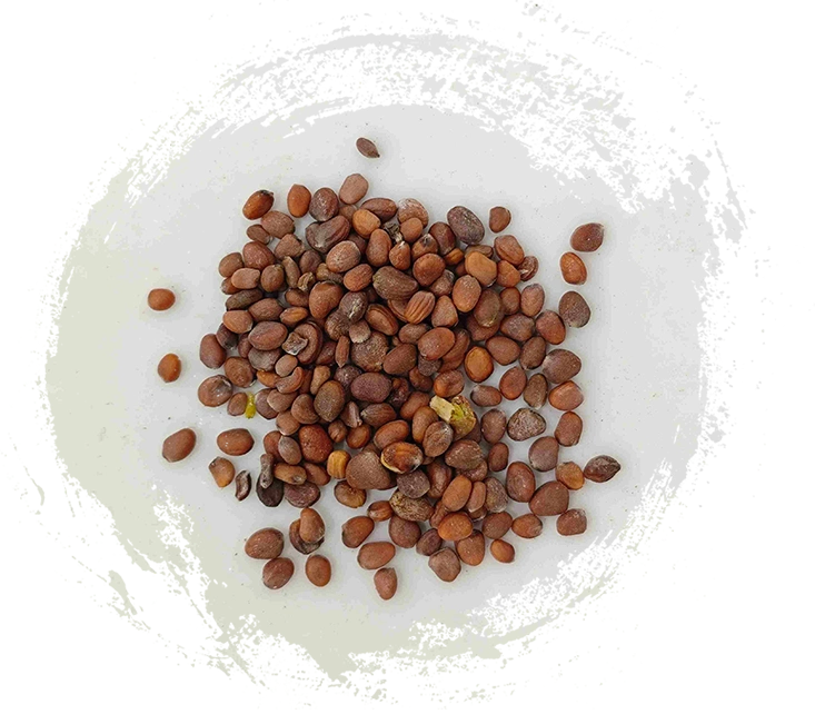 Semente de rabanete (làifúzǐ)