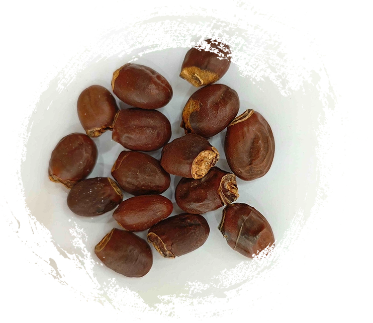 Semente de lichia (lìzhī hé)