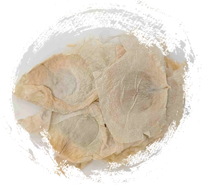 Casca de árvore da borboleta (mù húdié)