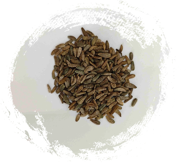 Semente de arctio lappa (niúbàngzǐ)