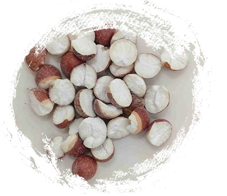 Semente de euryale (qiànshí)