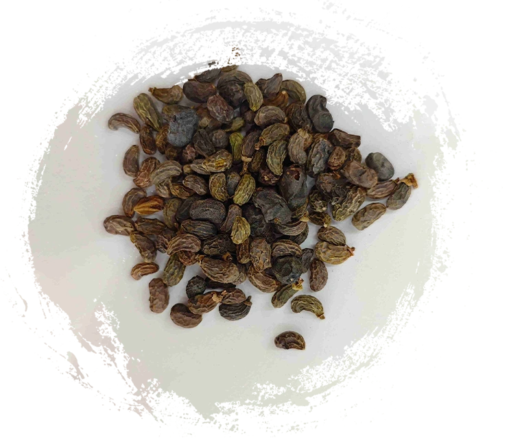 Fruta do Ligustrum (nǚzhēnzǐ)