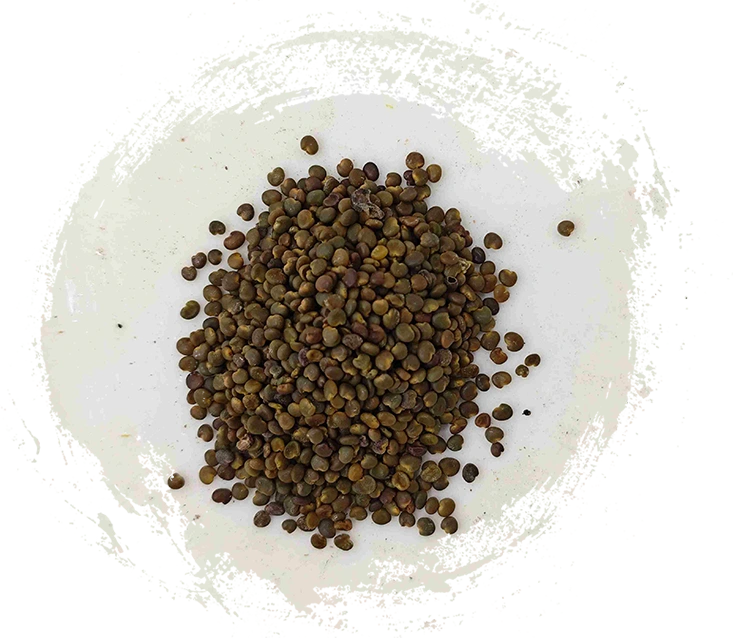 Semente de Astragalus (Shāyuànzǐ)