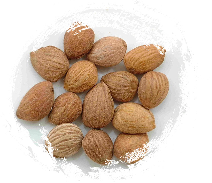 Kernel de pêssego (Táorén)