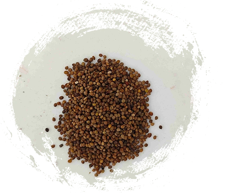Dodder Seed (Tūsīzǐ)