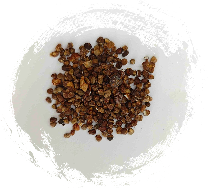 Ginger chinês Lily (Yìzhì)