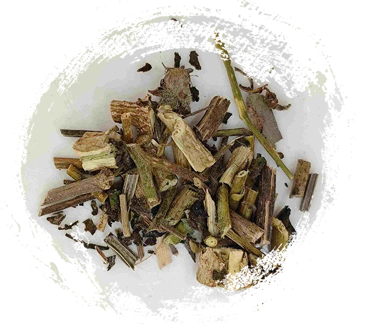 Bud branco (Báiyīng)