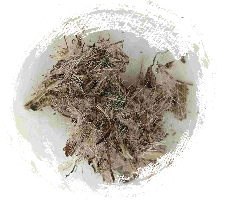 Grande cardo (dàjì)