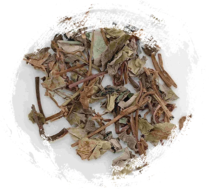 Plantas na MTC: Propriedades Únicas e Suas Aplicações Terapêuticas