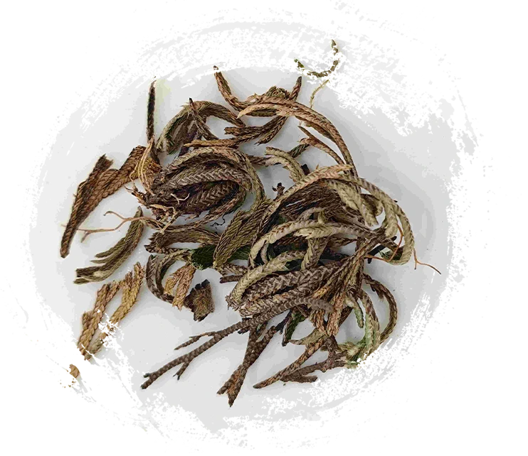 Royal Fern (Juǎn Bǎi)