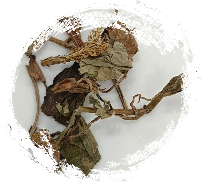 As principais características das plantas medicinais tradicionais chinesas