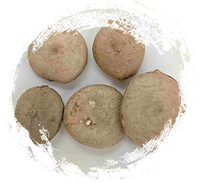 Análise da Medicina Tradicional Chinesa à Base de Plantas: Como Diferenciar Rizomas, Sementes, Flores e Algas