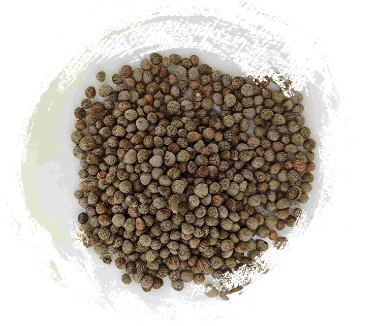 Semente de perilla (zǐsūzǐ)